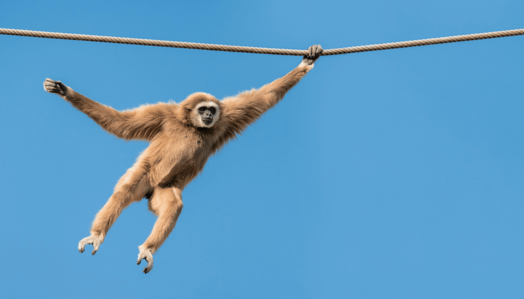 picture of a gibbon